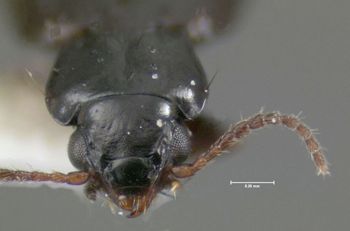 Media type: image;   Entomology 602260 Aspect: head frontal view